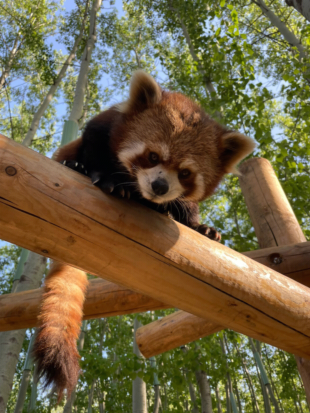 北京野生动物园熊猫图片