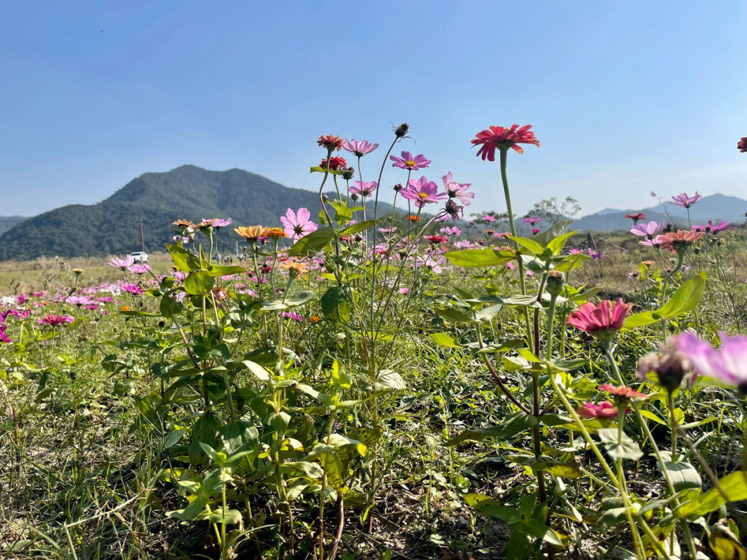 宁波东钱湖花海图片