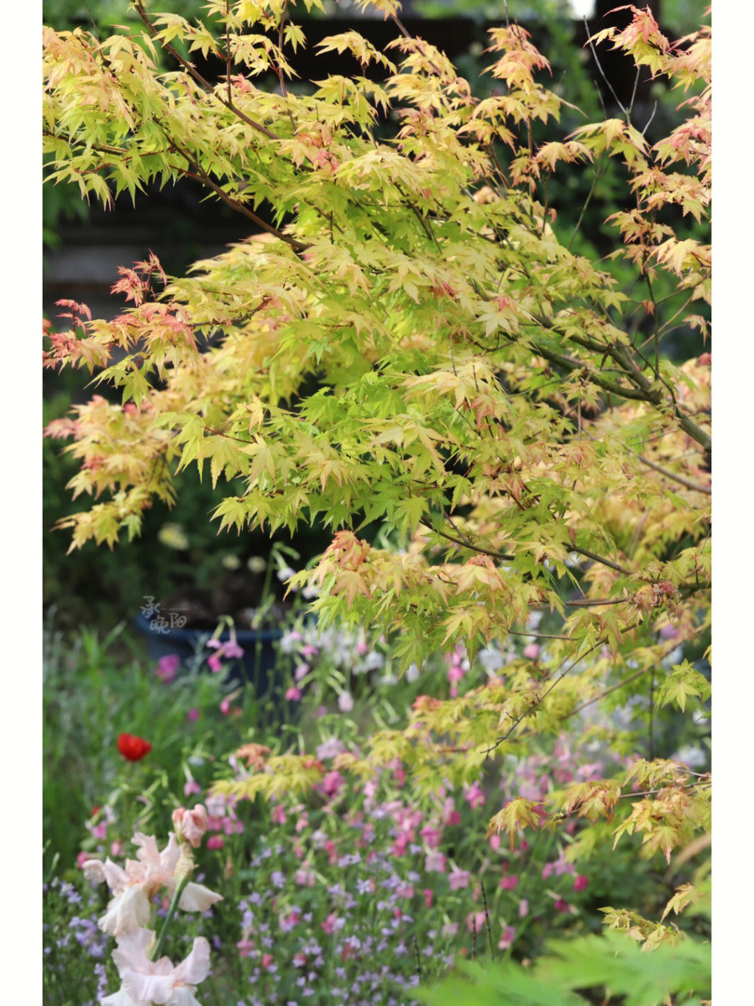 黄枫树的生长环境图片