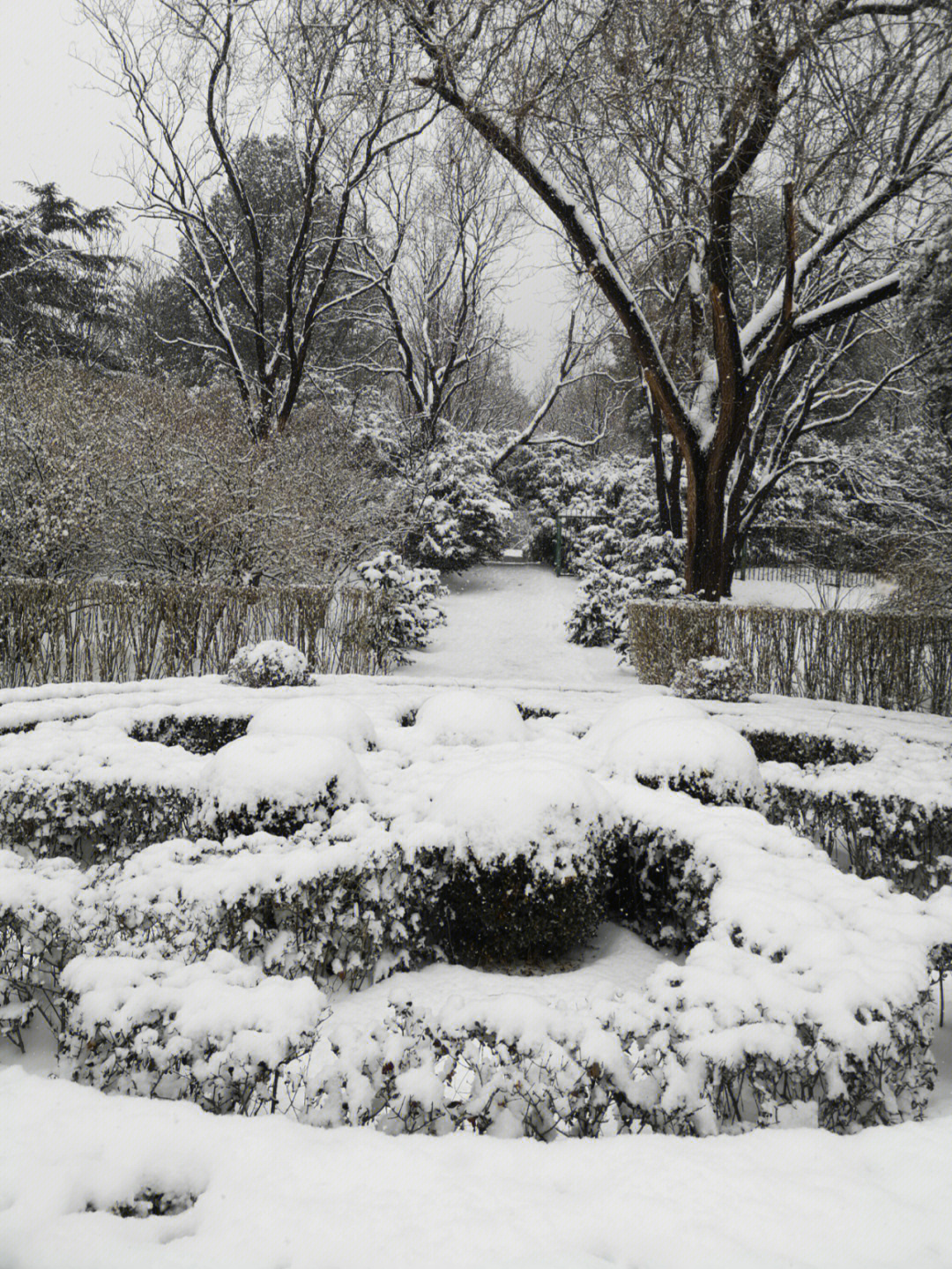 雪中的北京植物园