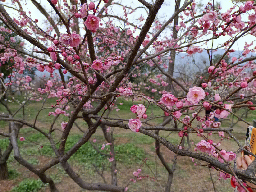 梅花山赏梅