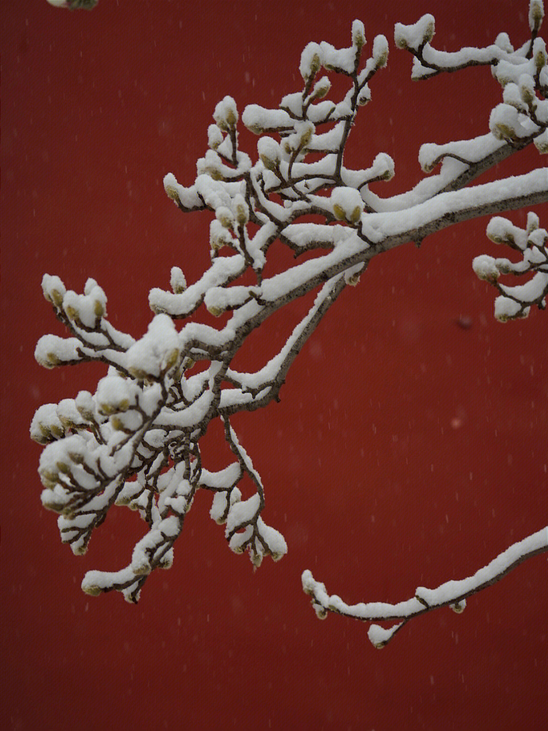 黄金100秒白雪雪图片