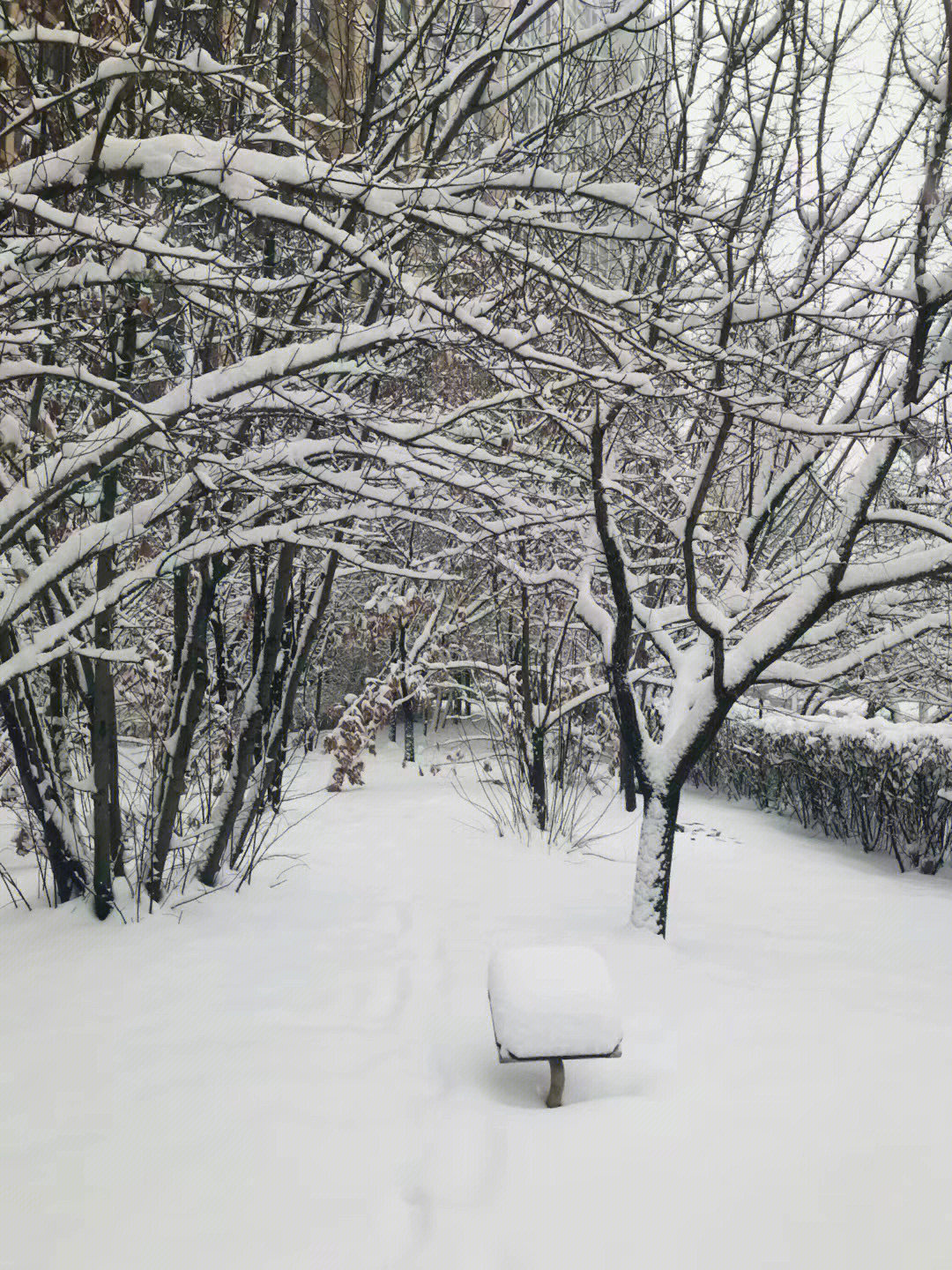 大雪纷飞图片真实艳阳图片