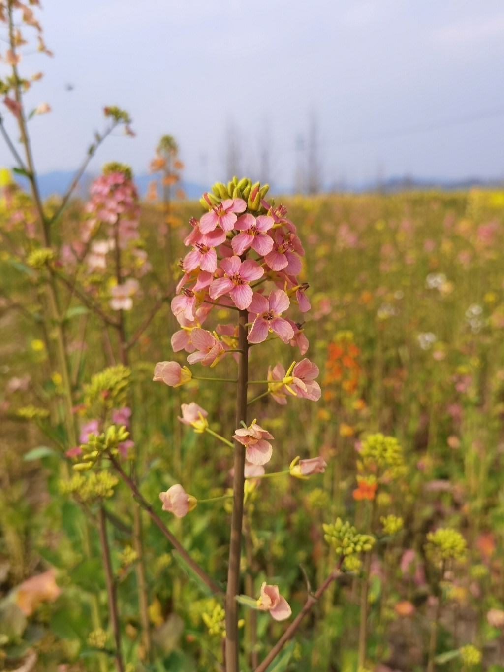 油菜花花茎图片