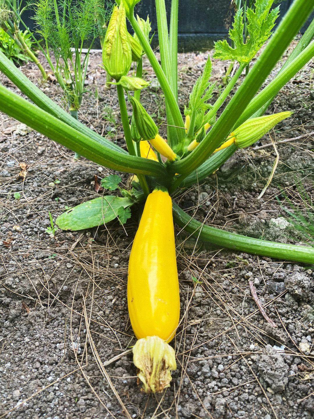 西葫芦生长过程图片