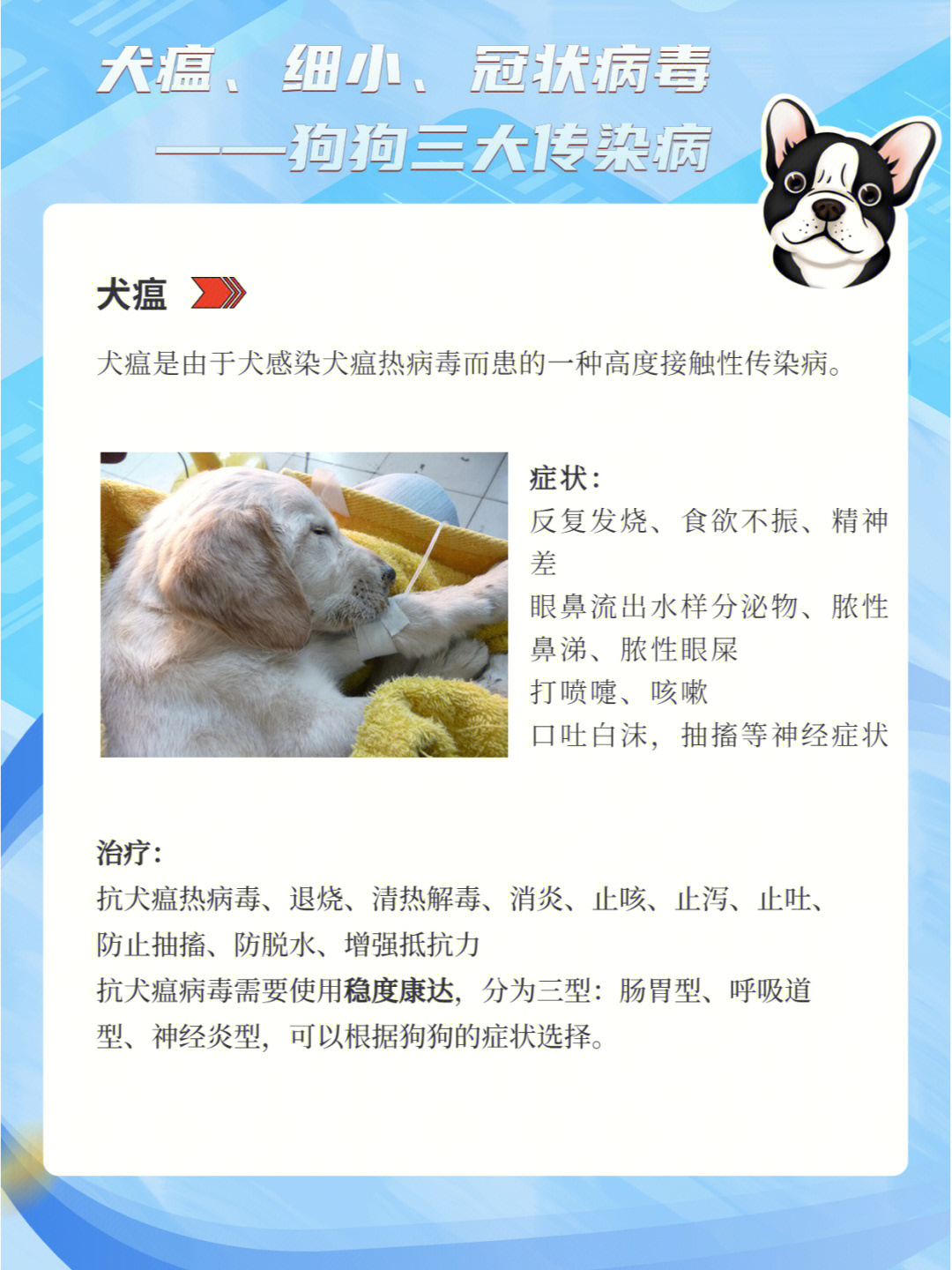 犬瘟,细小,冠状—狗狗三大传染病