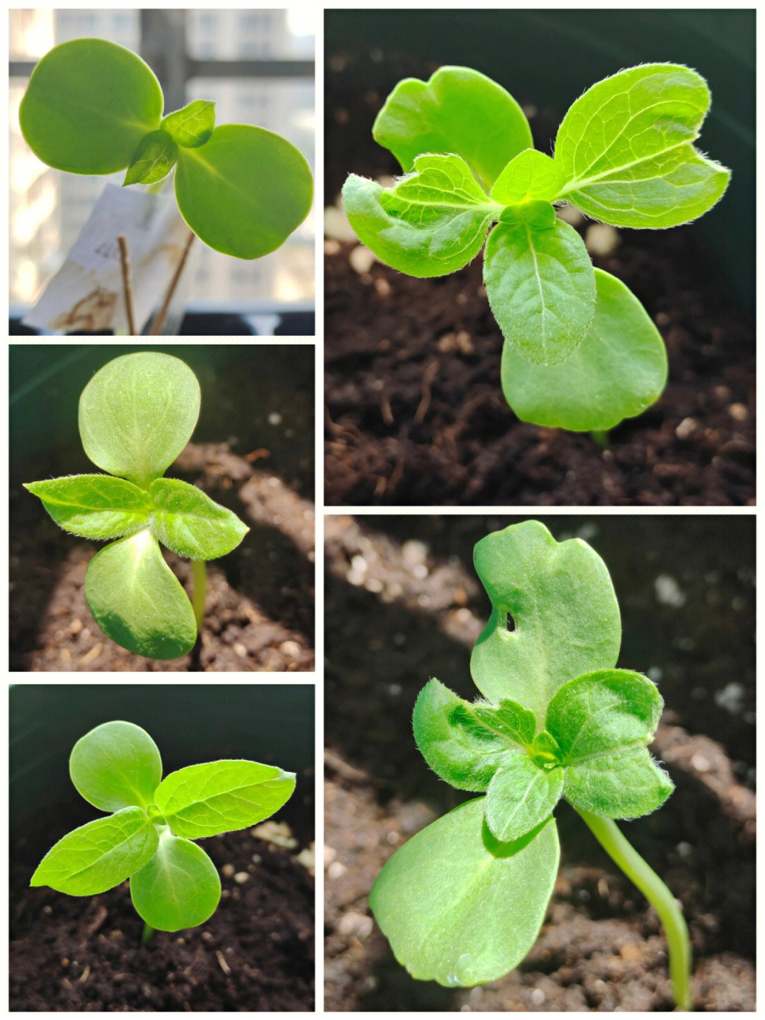 向日葵种植日记⑥