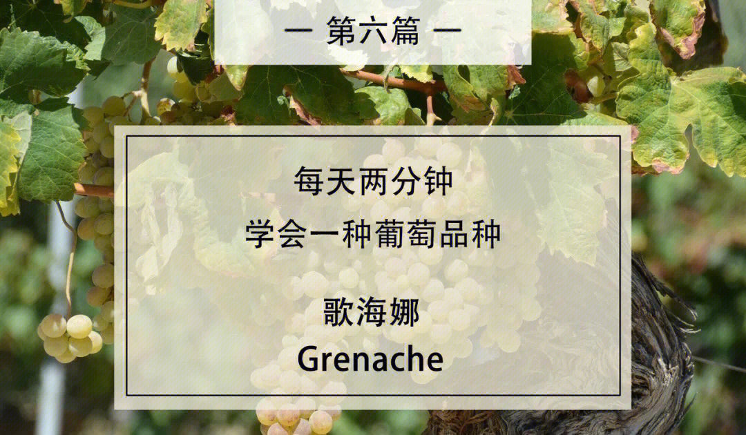 每天学会一种葡萄品种歌海娜