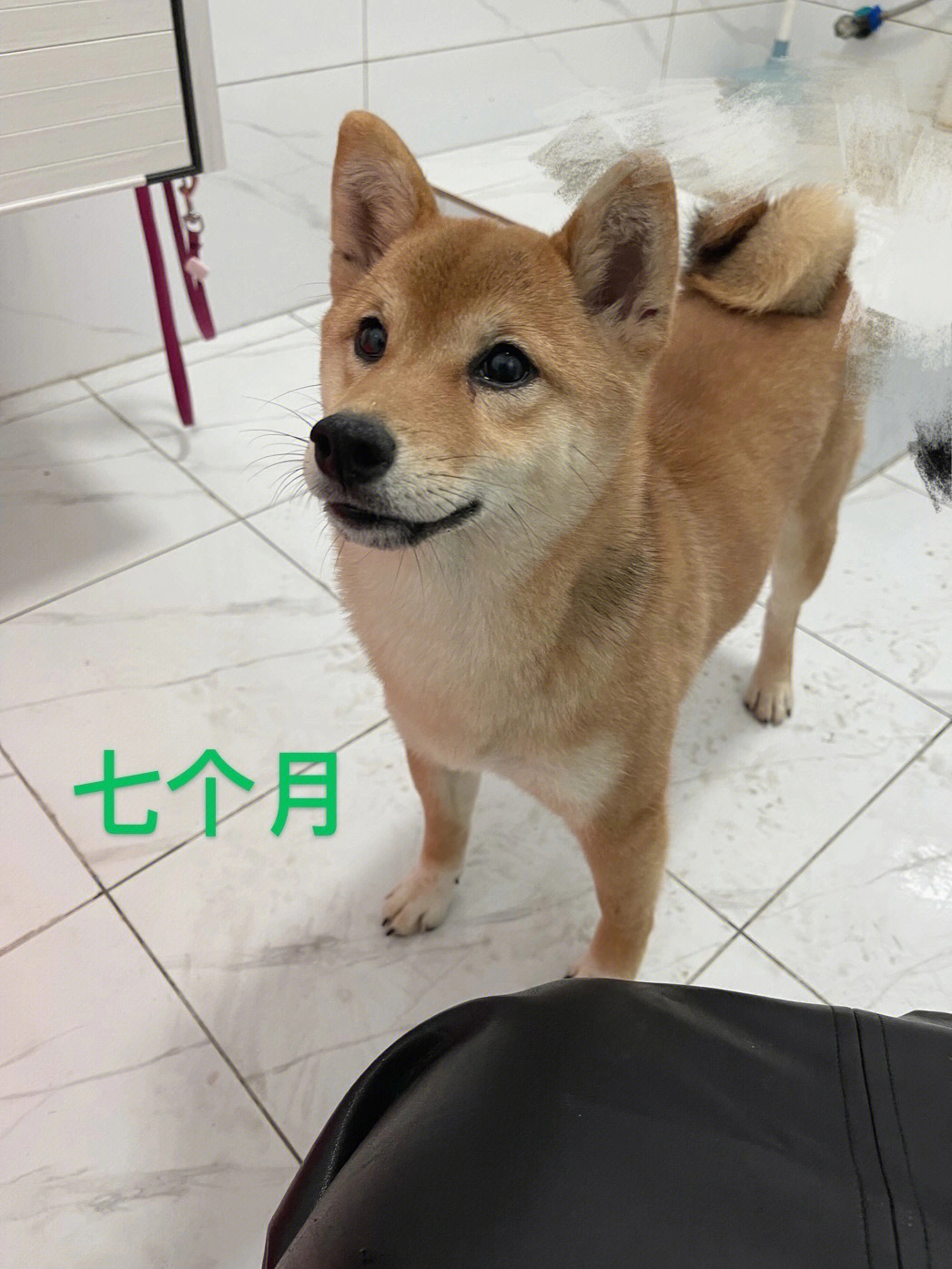 我家柴犬在慢慢变好看哦