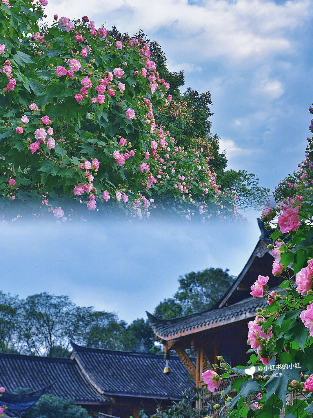 芙蓉花与锦官城的故事,相信每个成都人都熟悉的版本是这样:五代十国