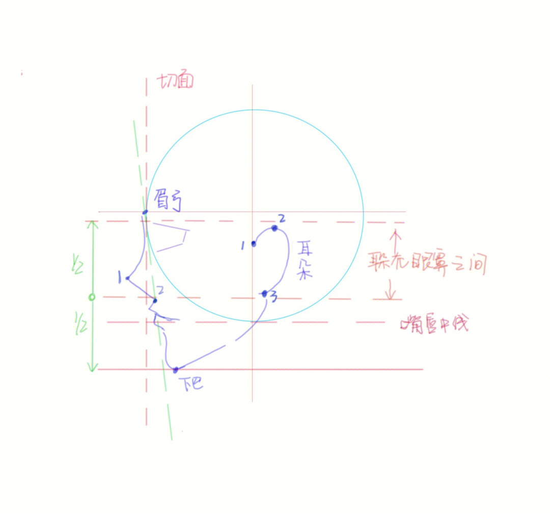 头像怎么量比例图片