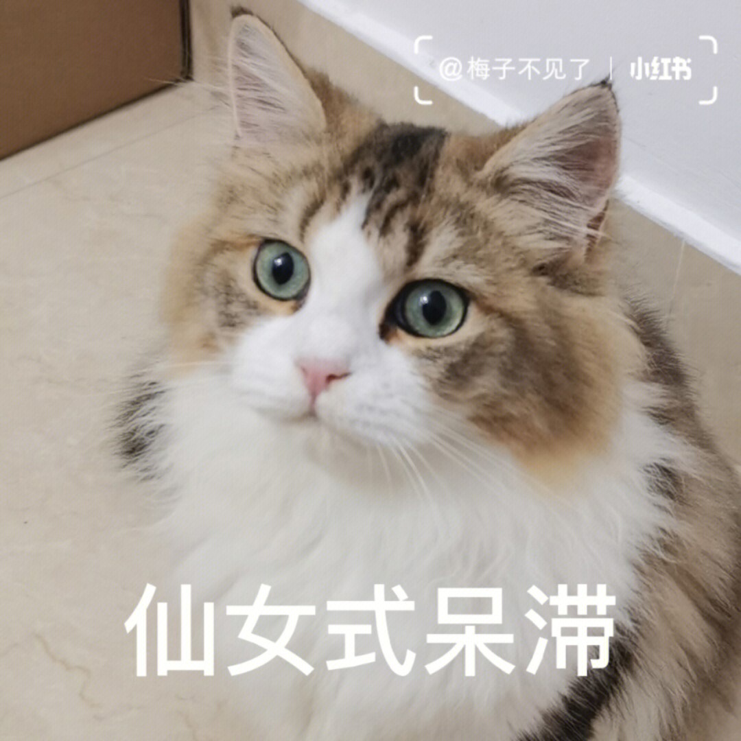 椰奶猫猫表情包