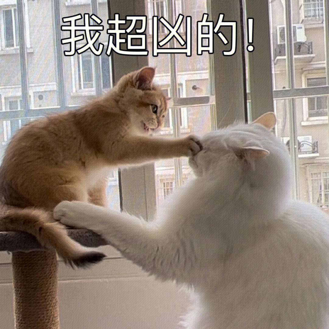 养两只猫的乐趣之一看猫打架