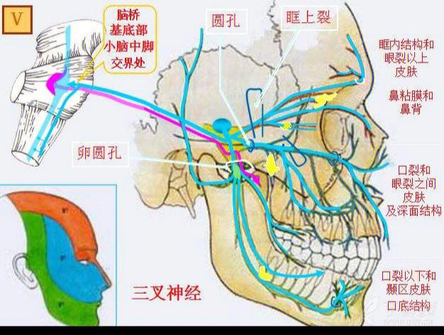 十二对脑神经位置图片