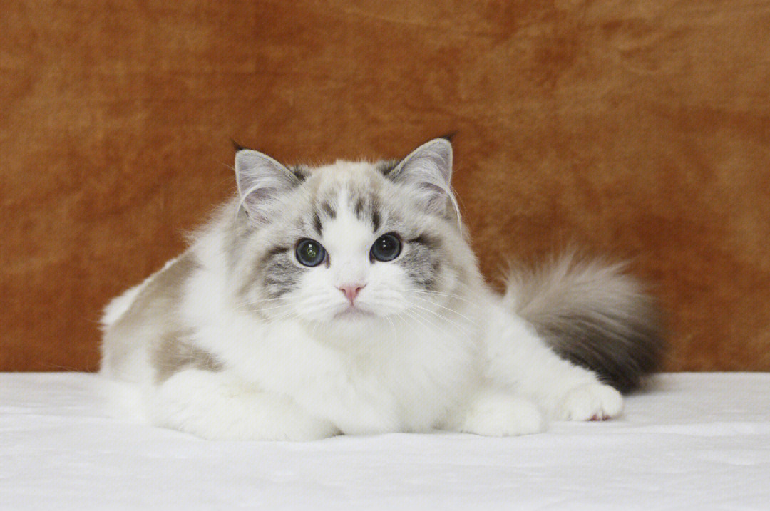 布偶猫中高白双色图片