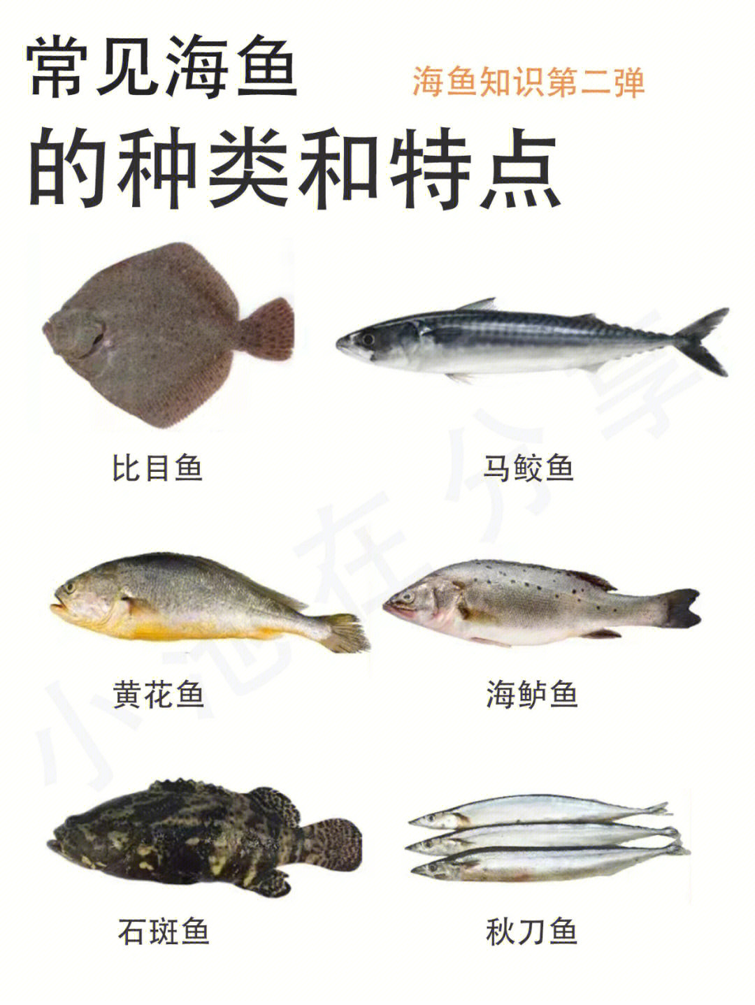常见海鱼的种类和特点第二期