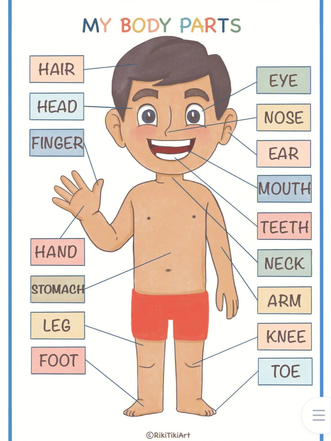 人体各部位英语单词图片