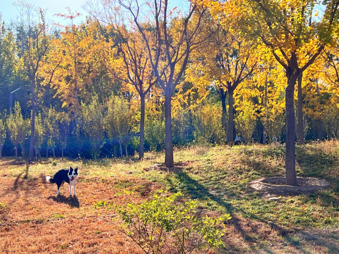 北京能带狗的公园图片