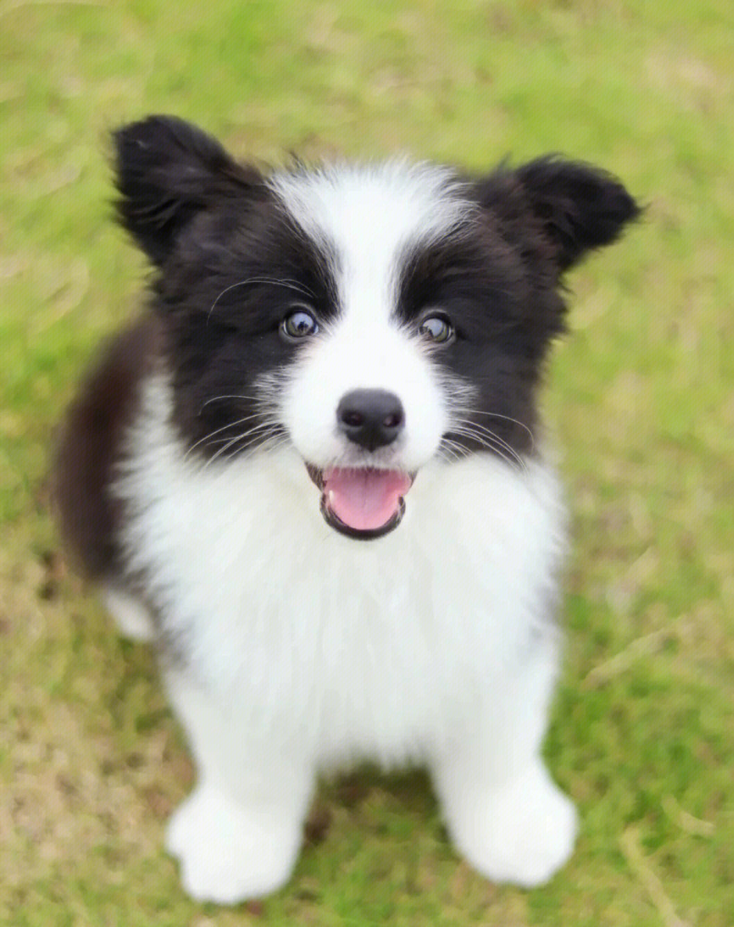 边牧幼犬找爱心主人领养价