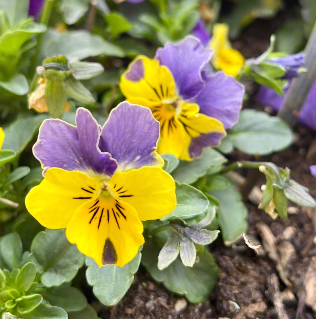 点缀春节的角堇花