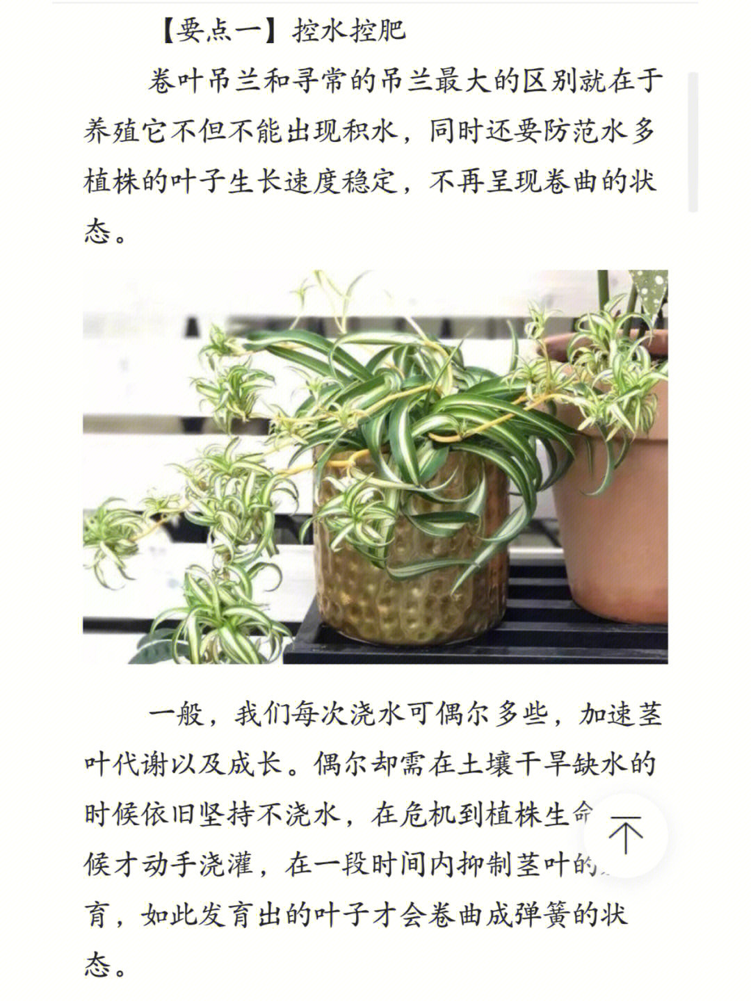 吊兰简介图片