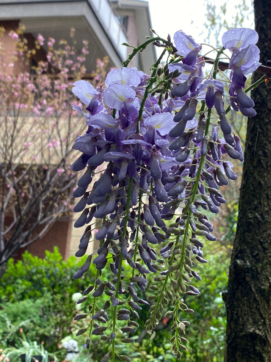 紫藤没开花的样子图片