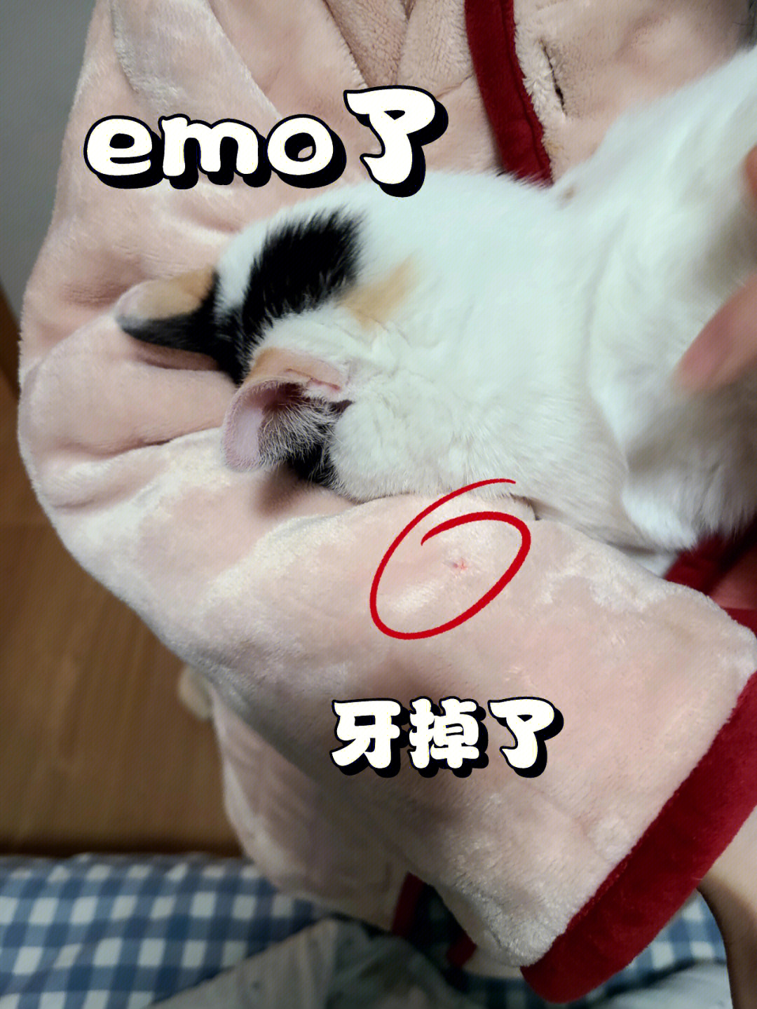 小猫咬图片