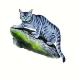 猫武士锯峰图片