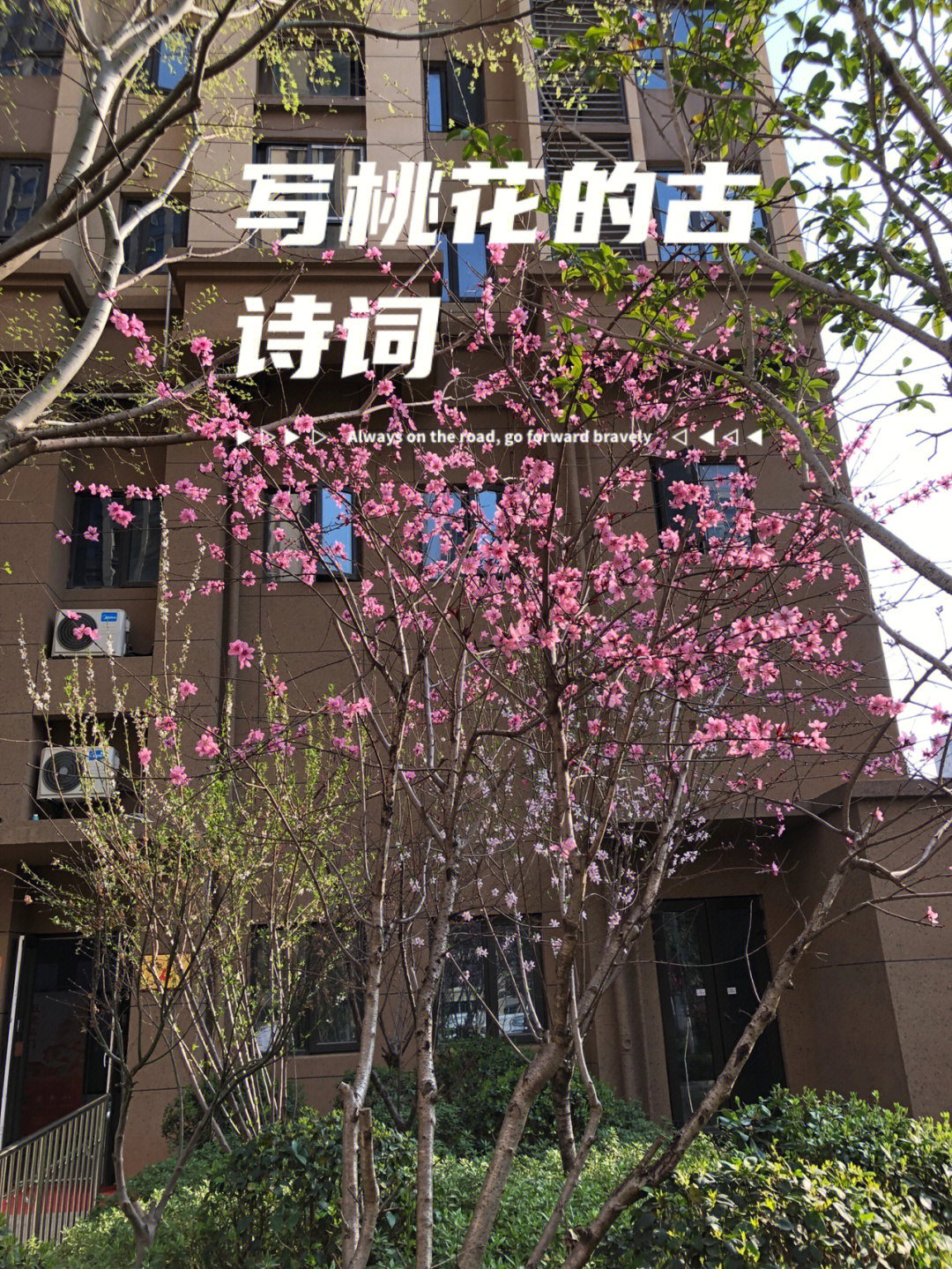 桃花的茎怎么写图片