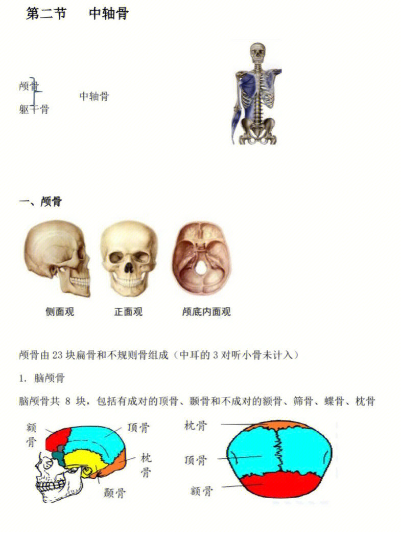 中轴骨思维导图图片