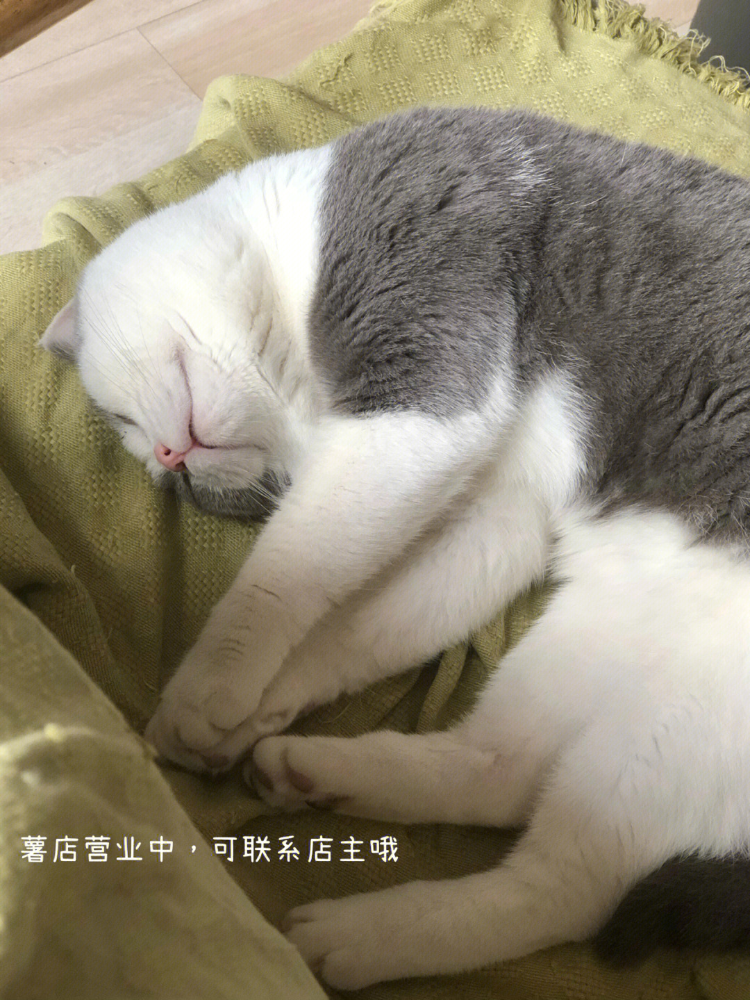 慵懒猫生