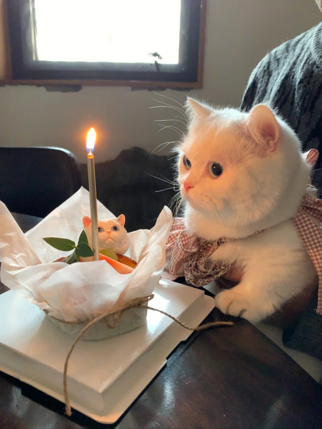 猫咪过生日图片唯美图片