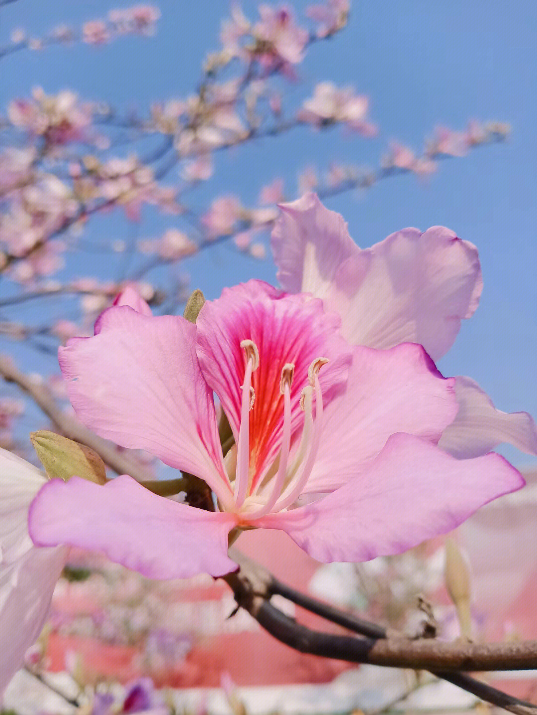 紫荆花