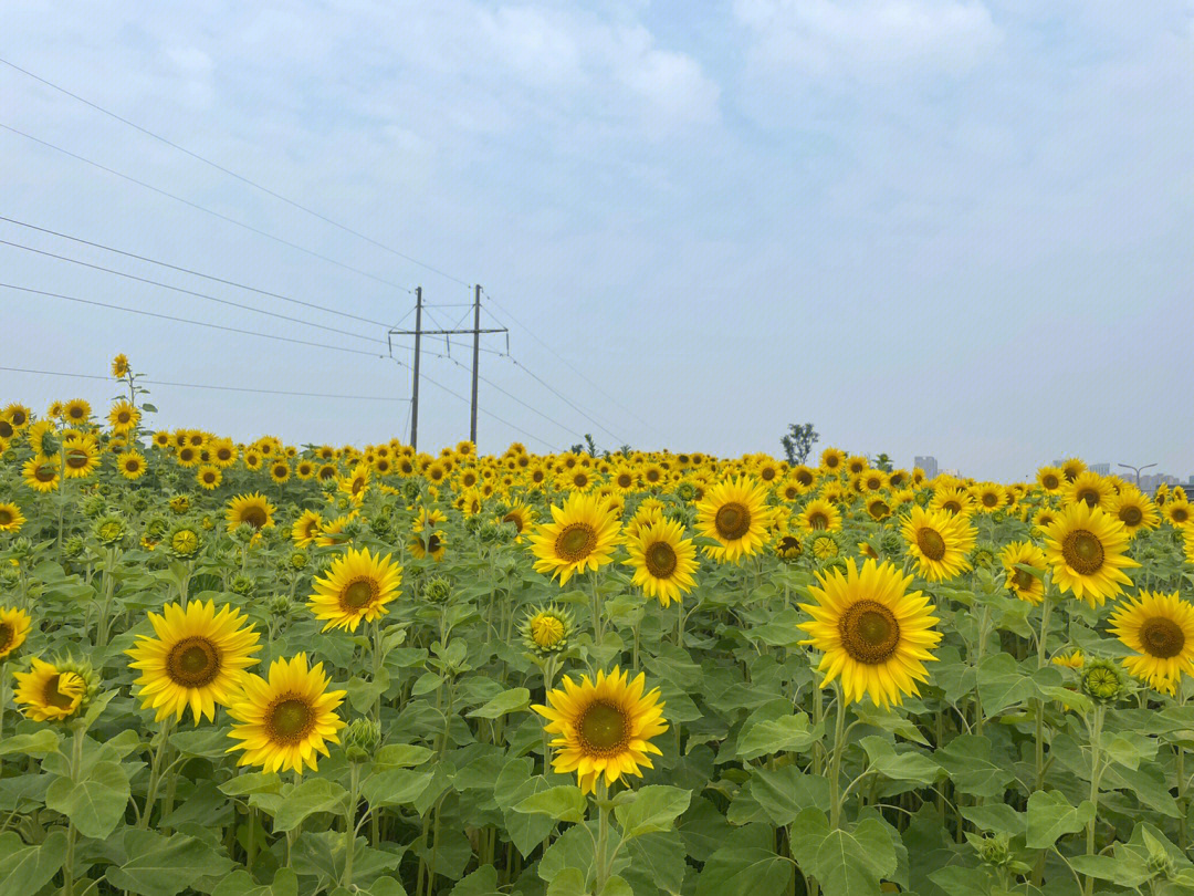 向日葵的夏天