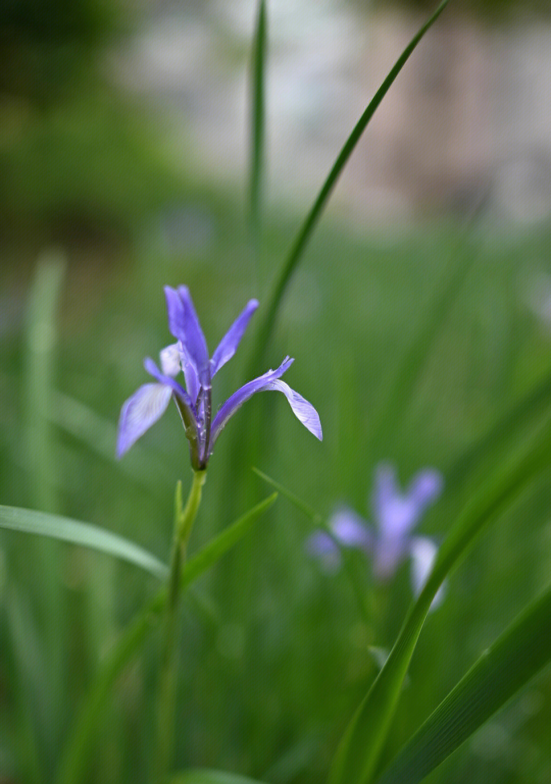 马兰花