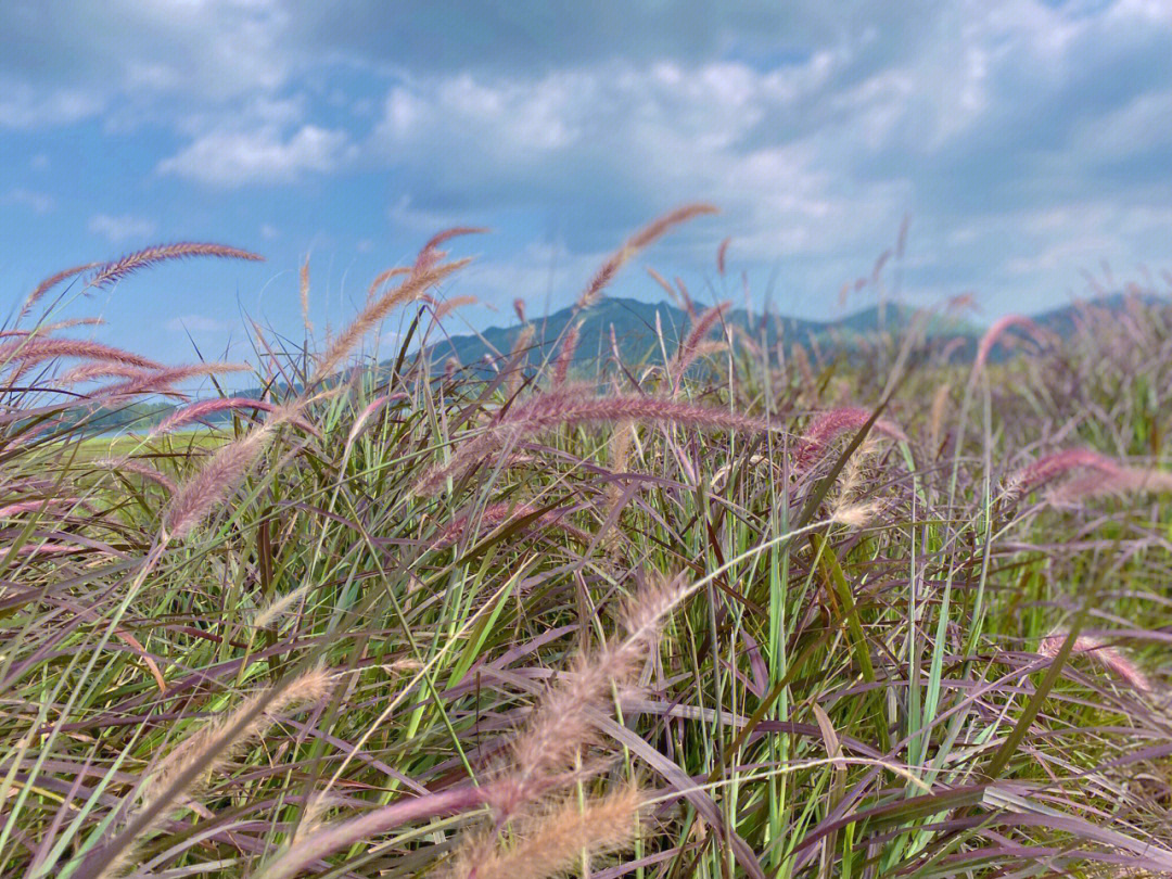 开平大沙大塘面油菜花图片