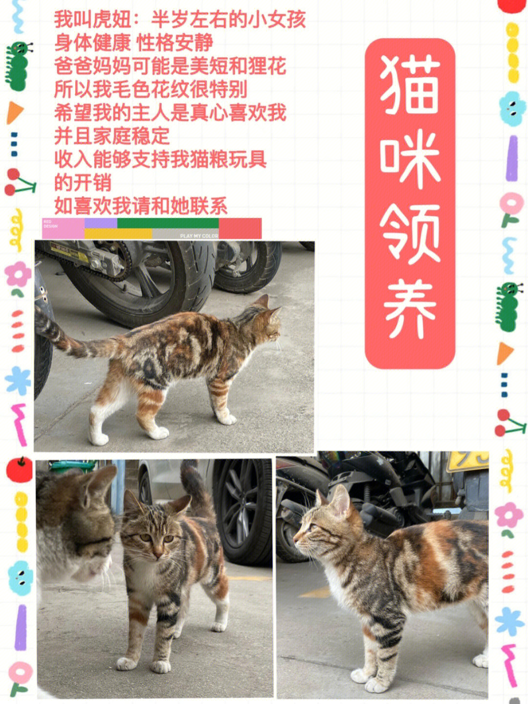 西安流浪猫收养中心图片