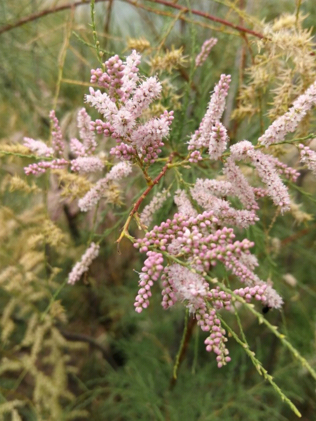 姿态婆娑,开花如红蓼