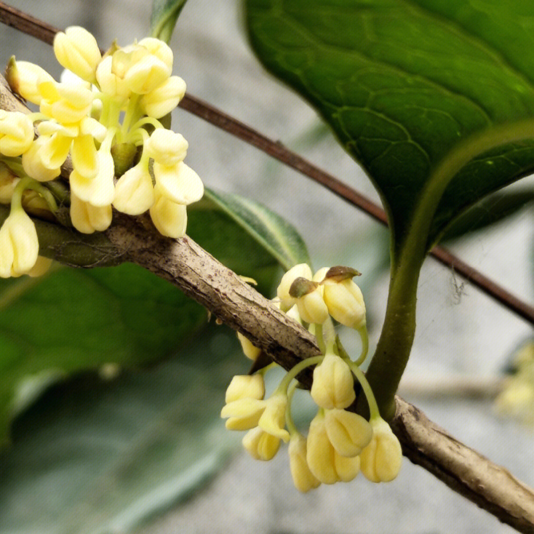 桂花树开花过程图图片