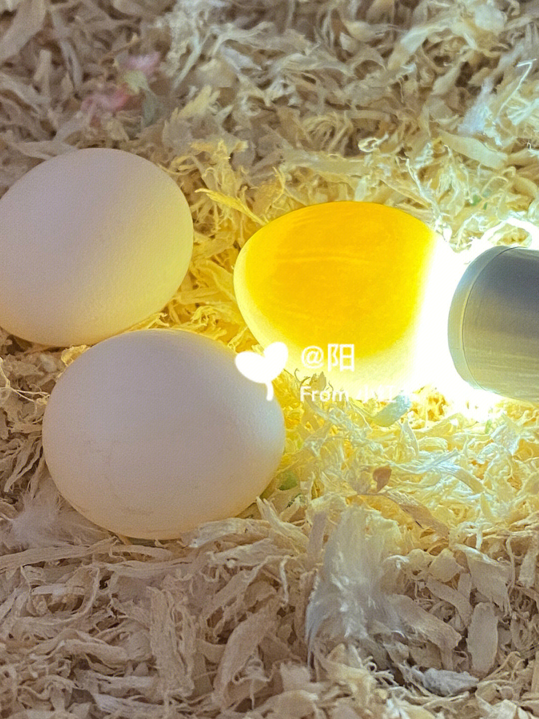 孵化鹦鹉蛋天数变化图图片