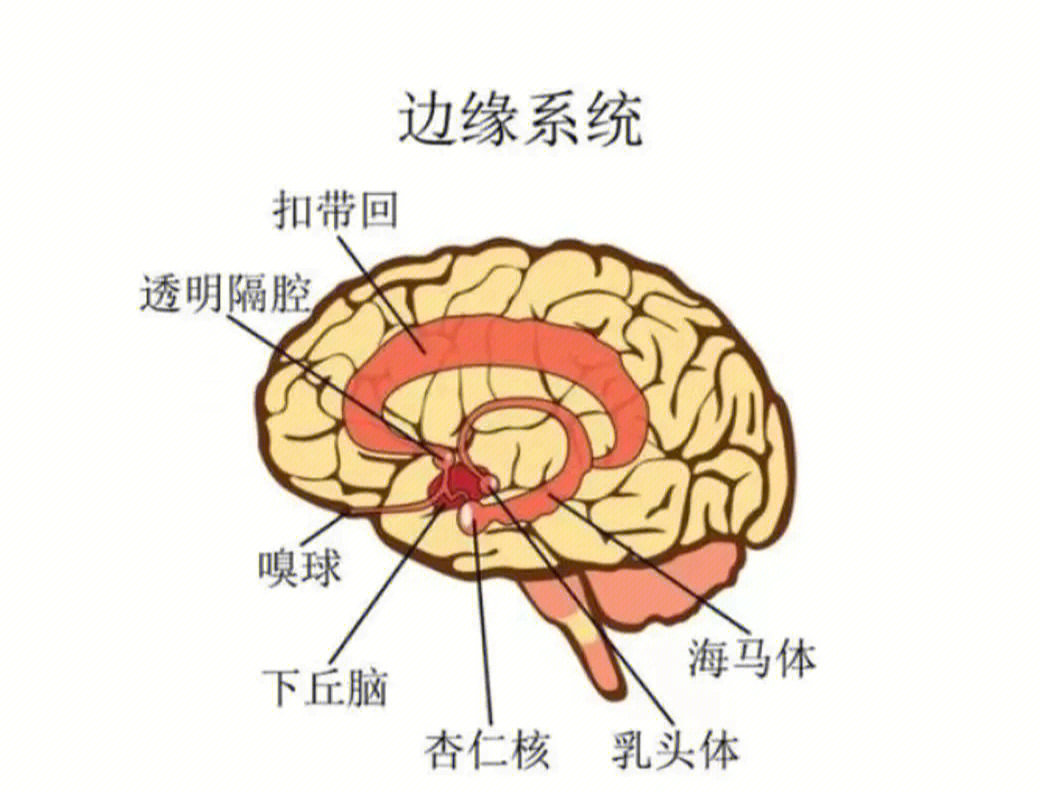 在我们的大脑中,有一个叫边缘系统的地方,负责掌控情绪,同时也管理