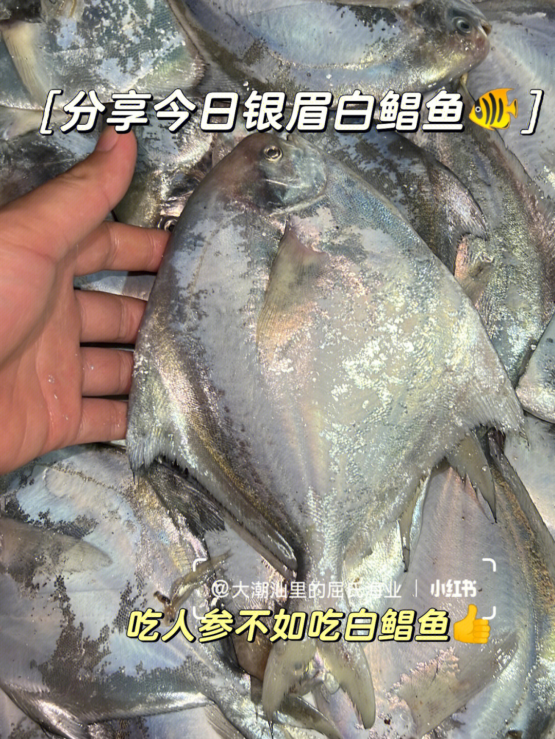 9月份应季海鱼银眉白鲳鱼
