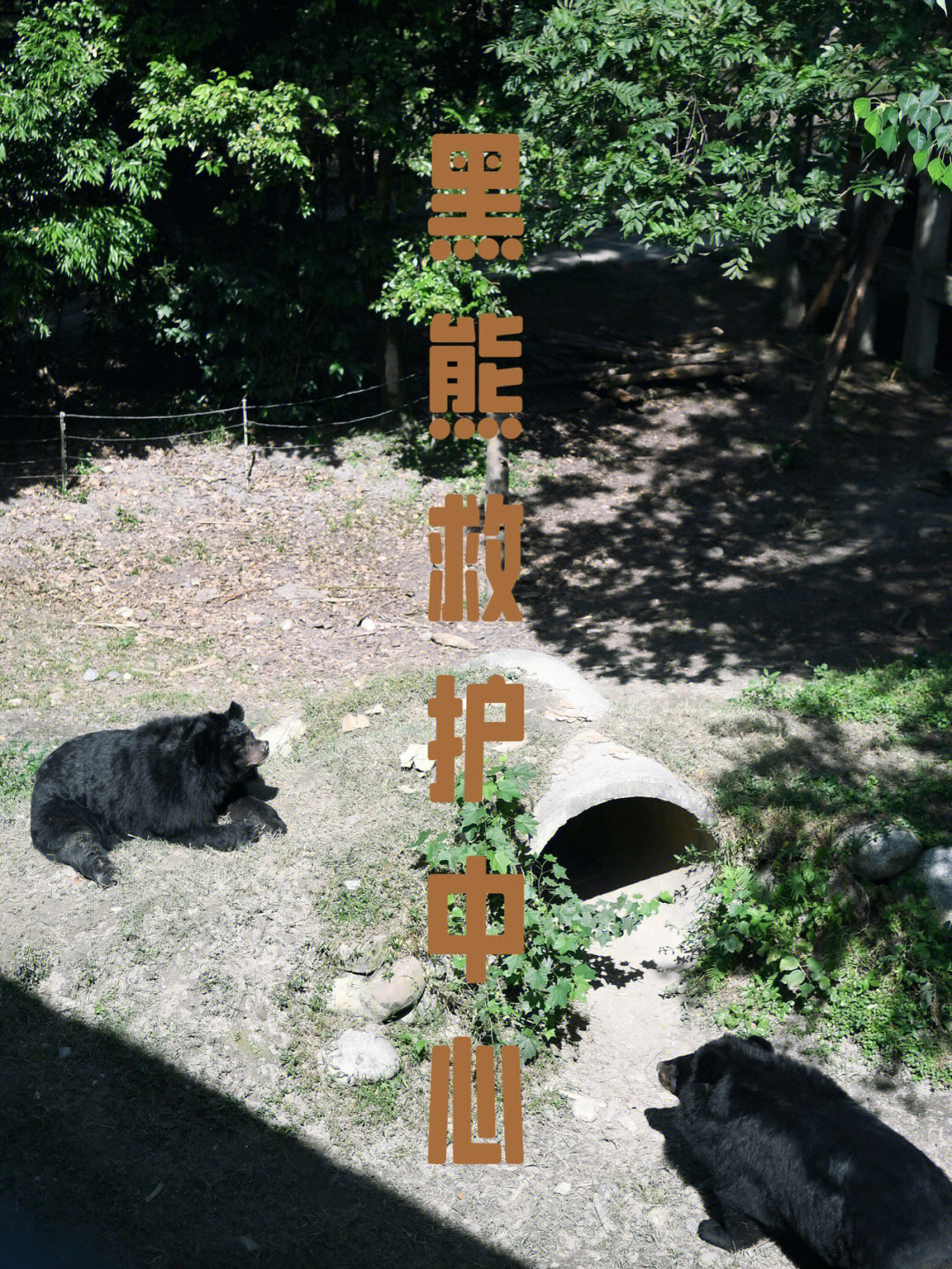 保护协会及四川省林业和草原局共同发起成立的四川龙桥黑熊救护中心