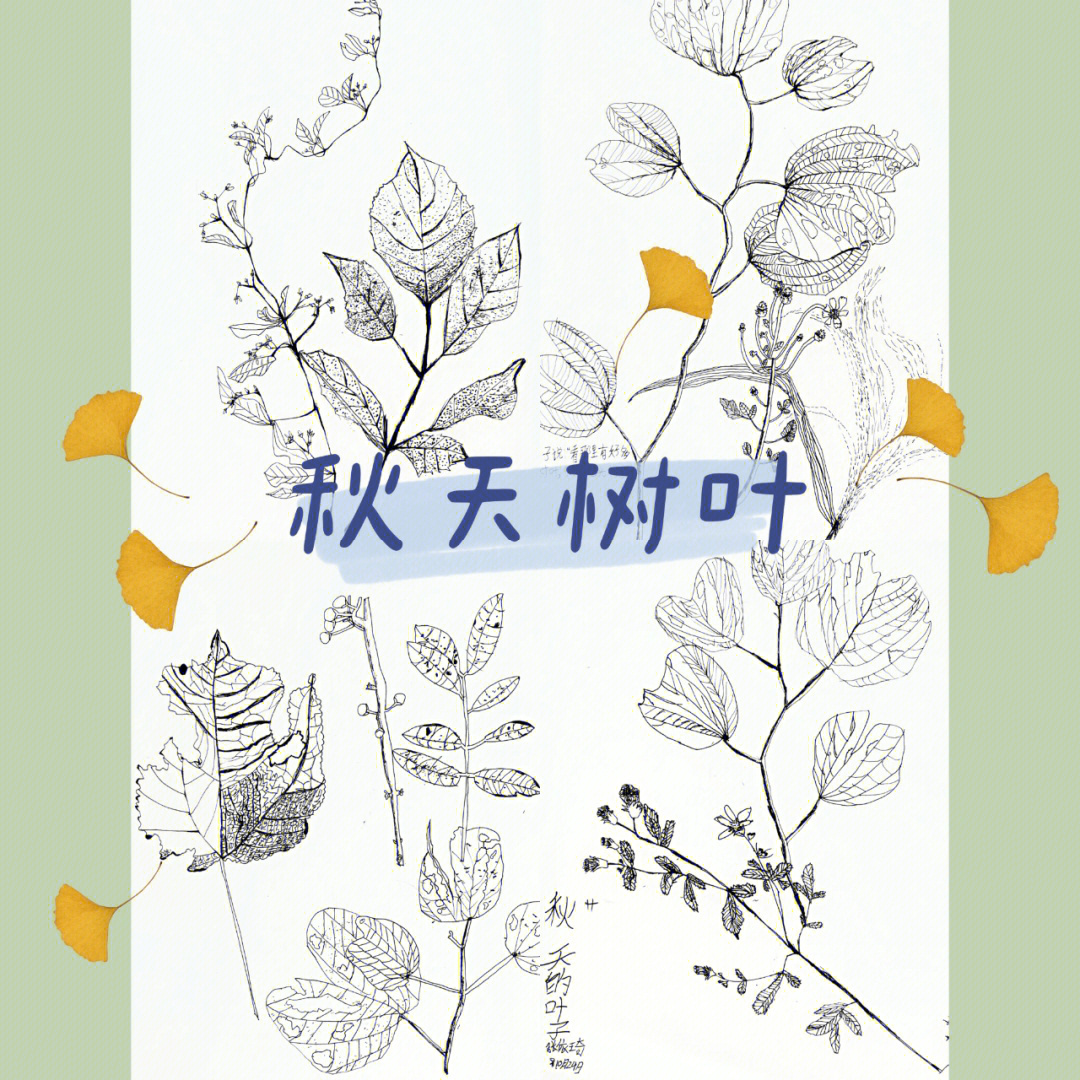 秋天线描画 教师图片