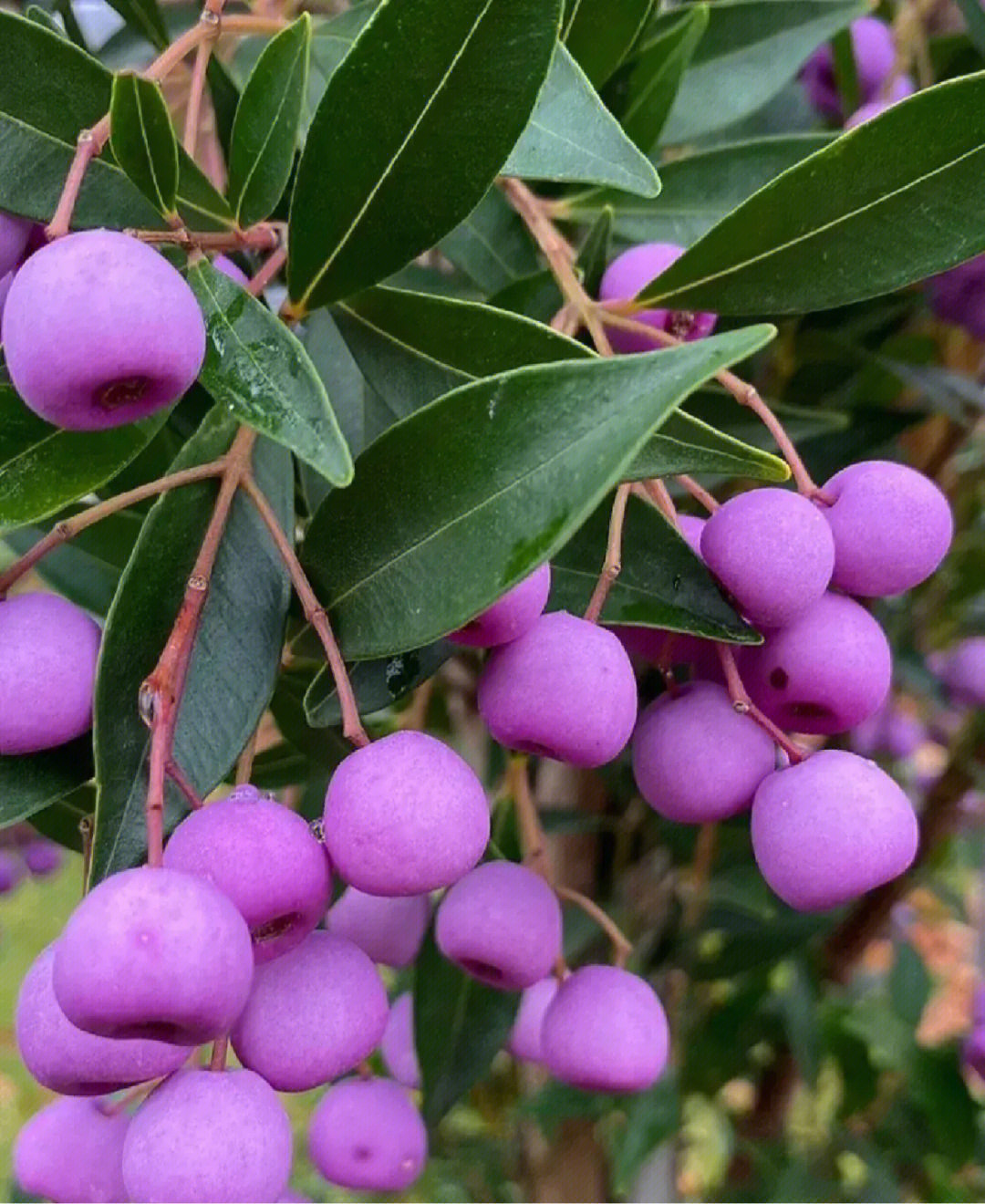 蒲桃,主要分布于我国海南,广东等地……蒲桃树冠丰满浓郁,花叶果实均