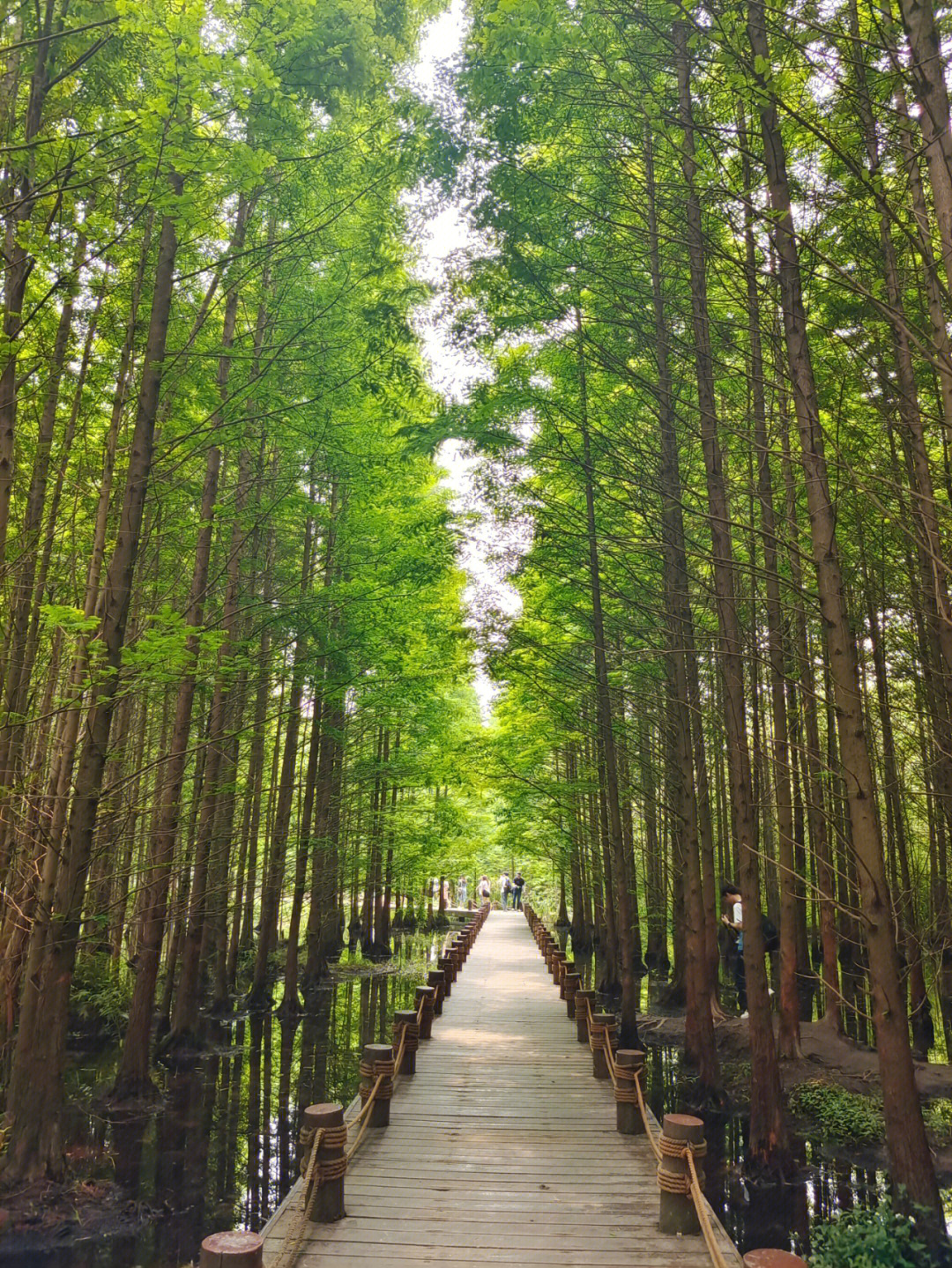 崇州桤木河湿地公园图片