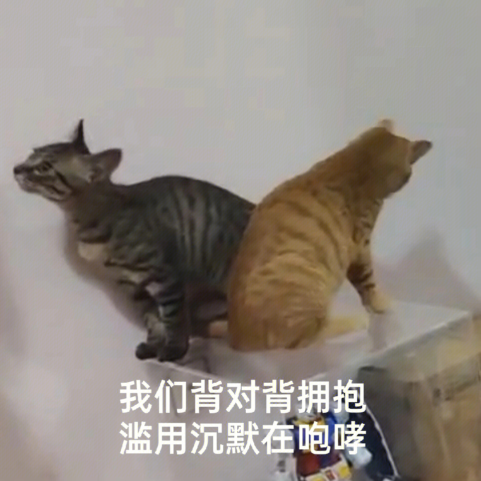 自制的一组猫猫表情包