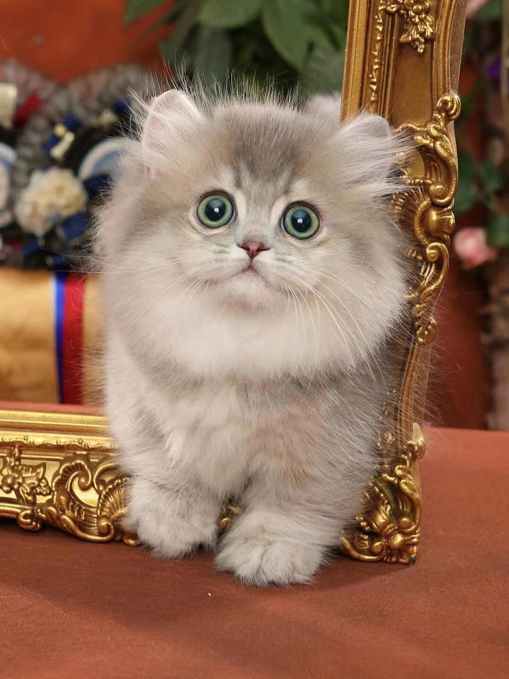 彩金拿破仑猫图片