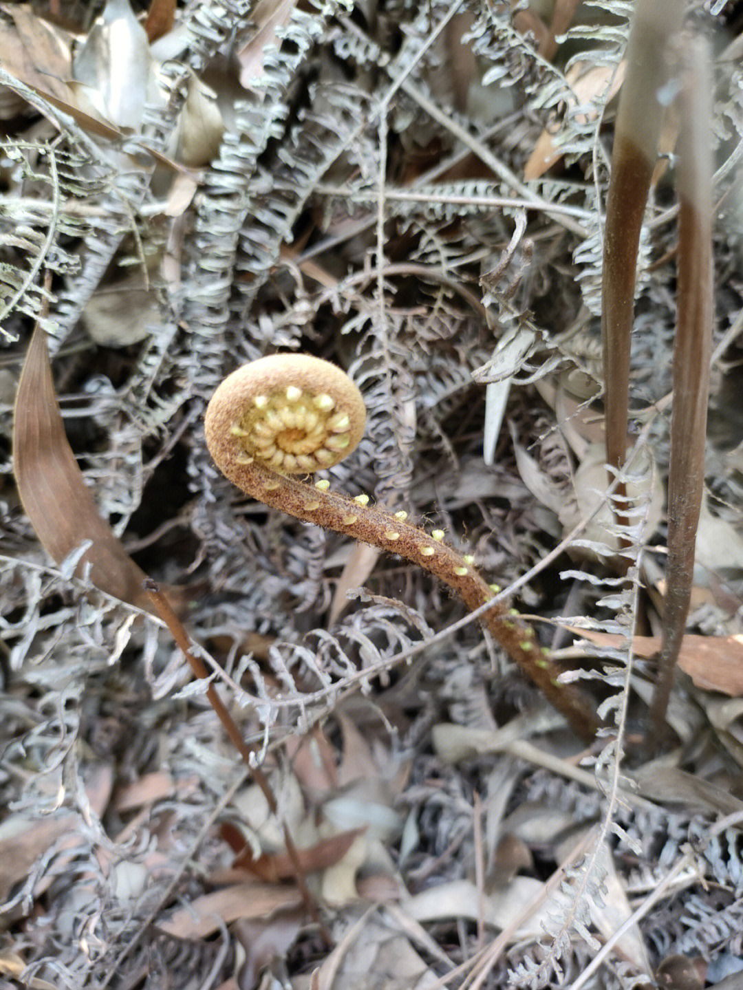 不能吃的蕨菜图片大全图片