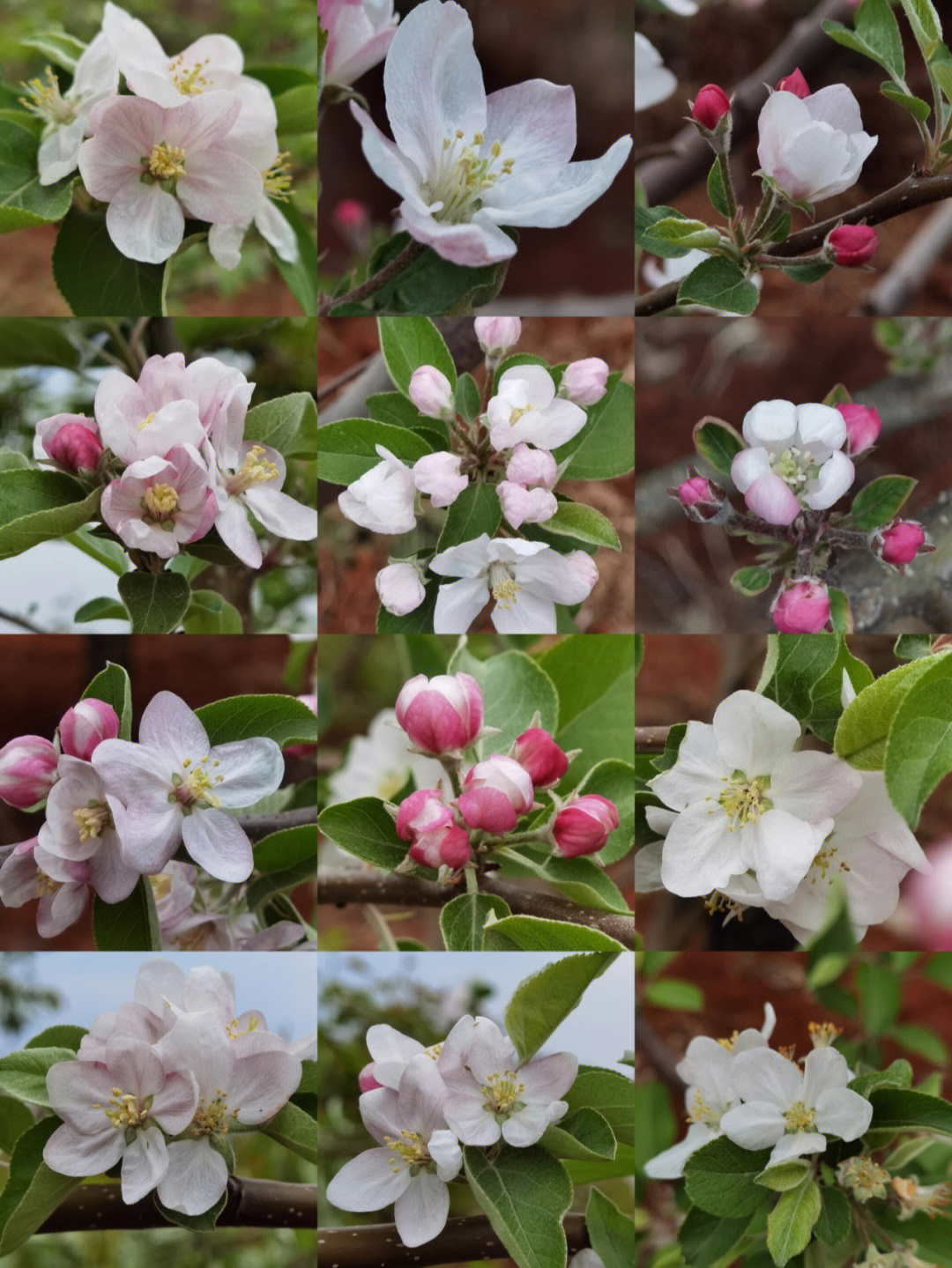 苹果树的花一年四季图片